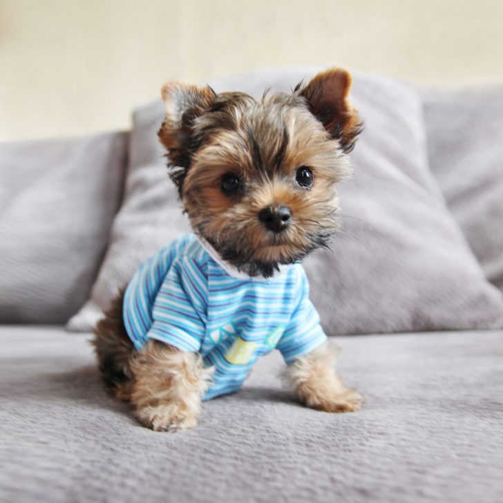 Why are Yorkshire Terriers so Expensive?