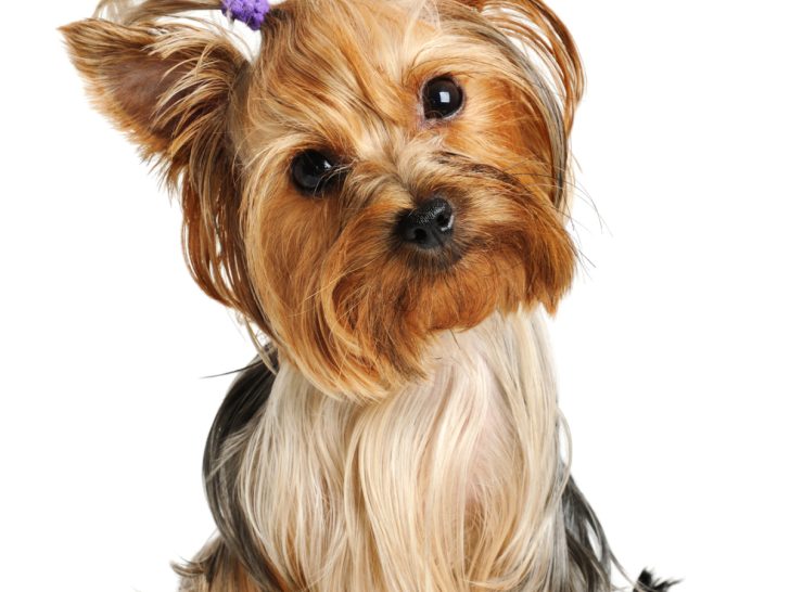 head tilting Yorkshire terrier