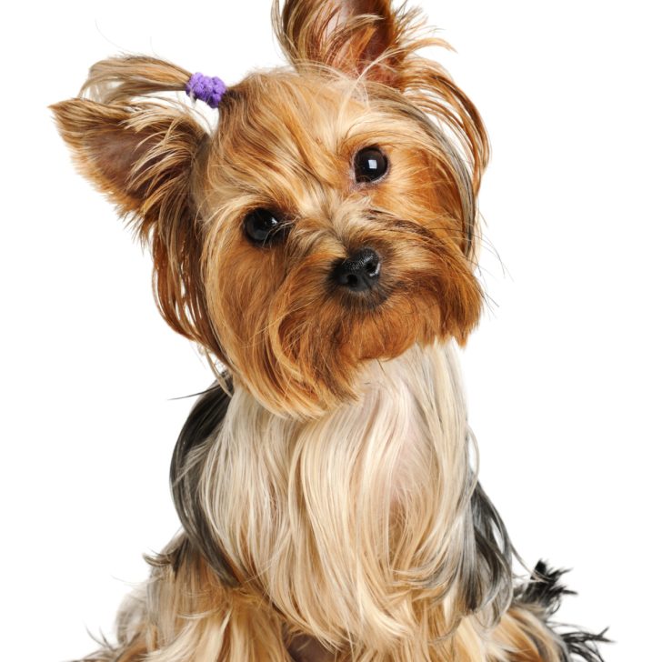 Seasonal Yorkie Grooming Tips (Summer vs. Winter Care)