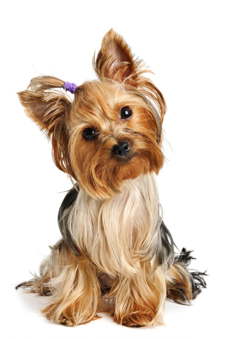 Purebred vs NonPurebred Yorkies How Do They Compare? Yorkie Universe
