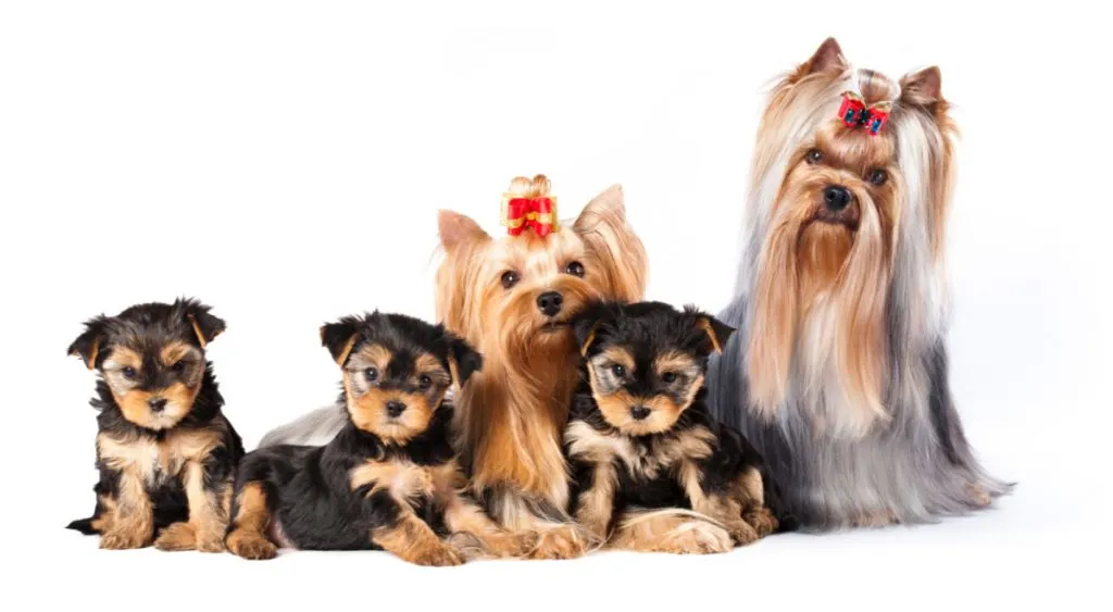Yorkshire terrier family of mother, father and 3 puppies