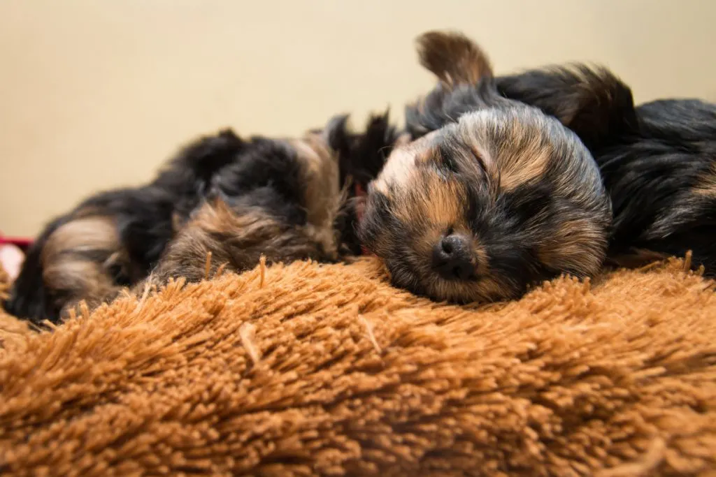 sleeping yorkie puppies on rust colored dog bed