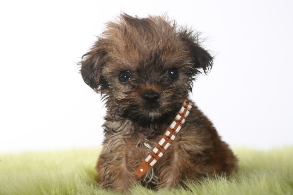 How Long Do Yorkies Live? Yorkie Universe