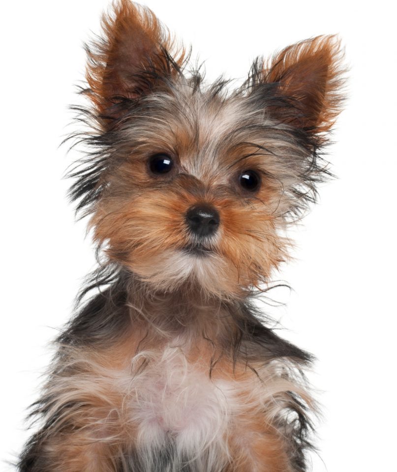 Why is My Yorkie's Hair Turning White? Yorkie Universe