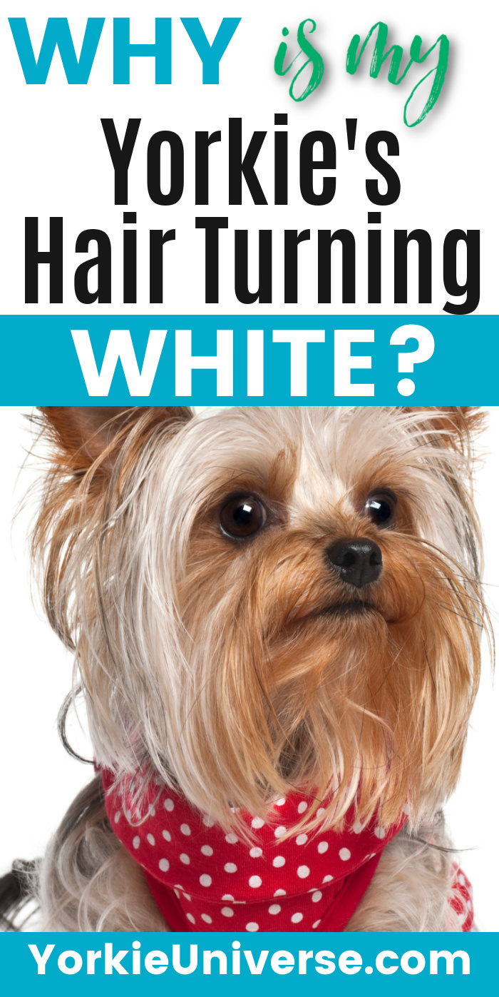 Why is My Yorkie's Hair Turning White? Yorkie Universe
