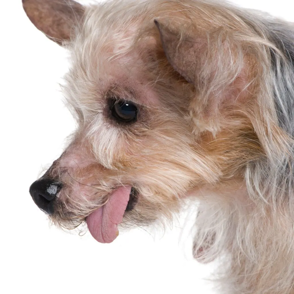 side view of old yorkshire terrier with tongue hanging out