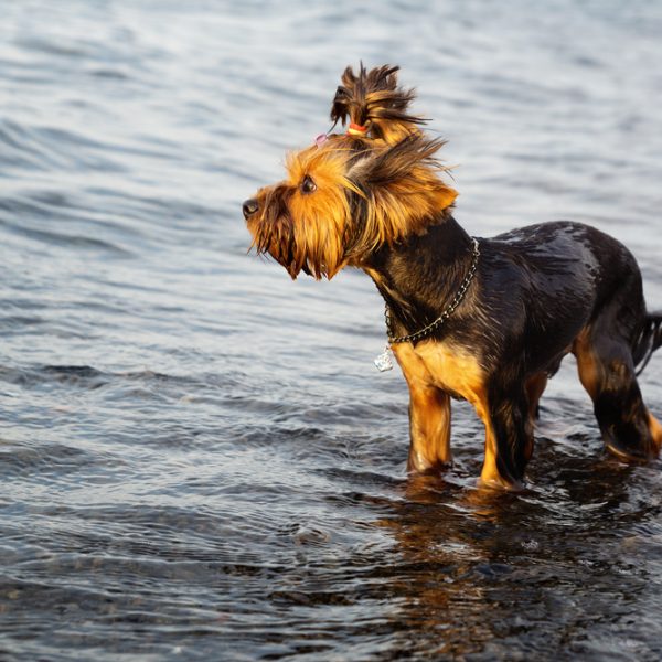 Why is My Yorkie's Hair Turning White? Yorkie Universe
