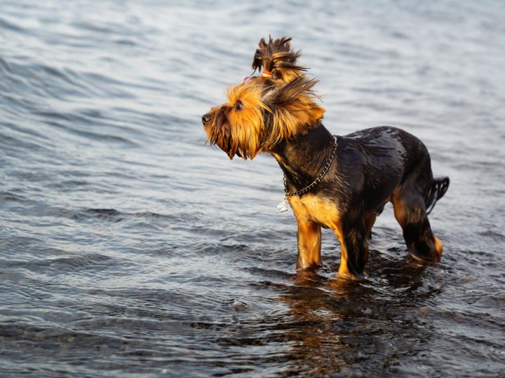 Yorkshire Terrier in the water