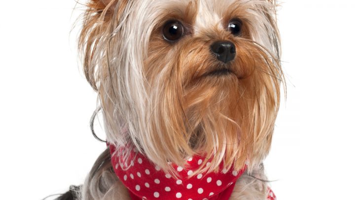 8 Reasons To Get A Yorkshire Terrier