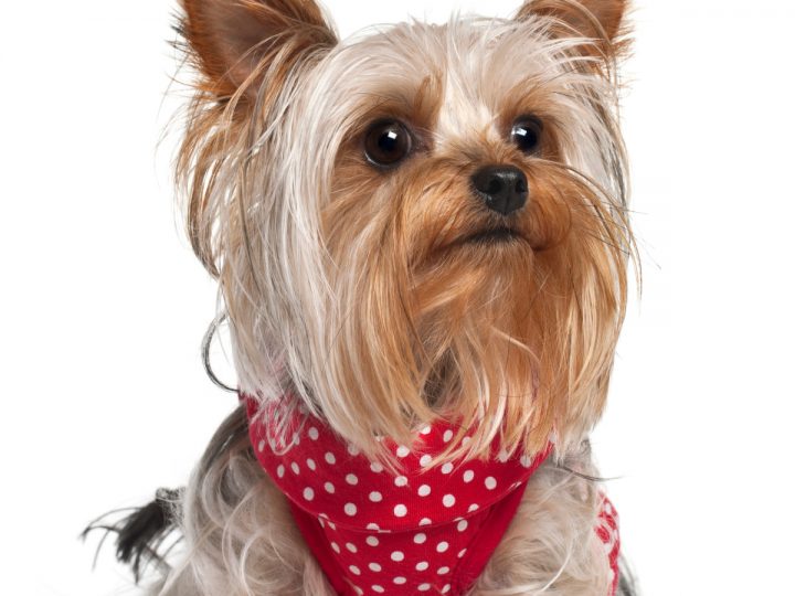Yorkie wearing red polka dot harness