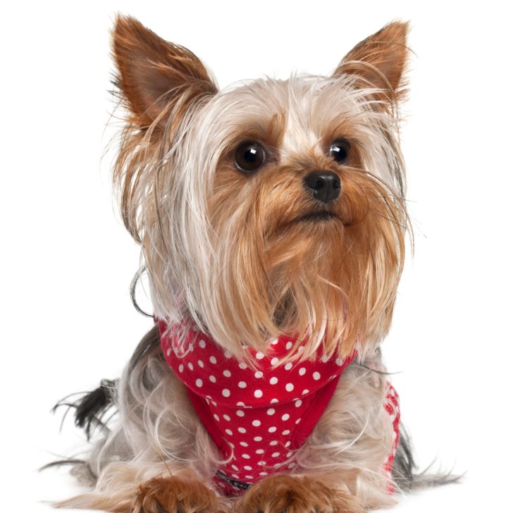 8 Reasons To Get A Yorkshire Terrier