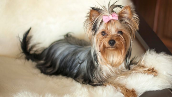 Why is My Yorkie’s Hair Turning White? 