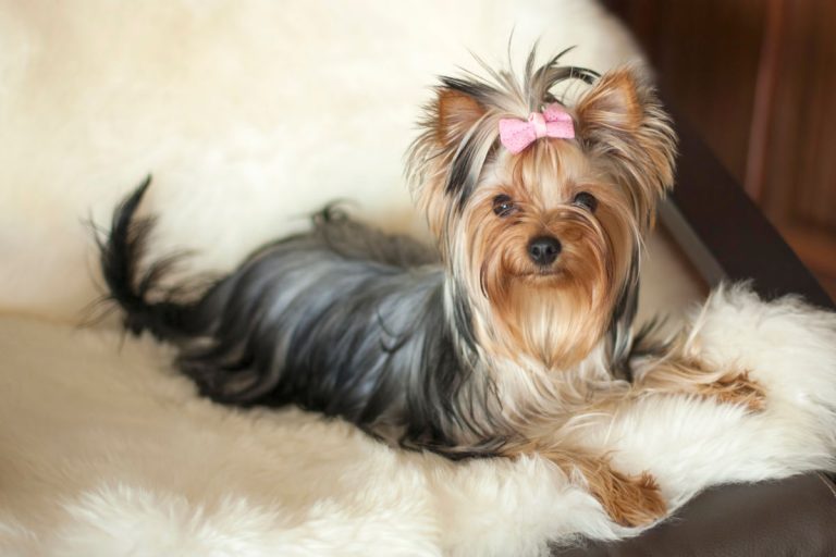 yorkie laying on white blanket