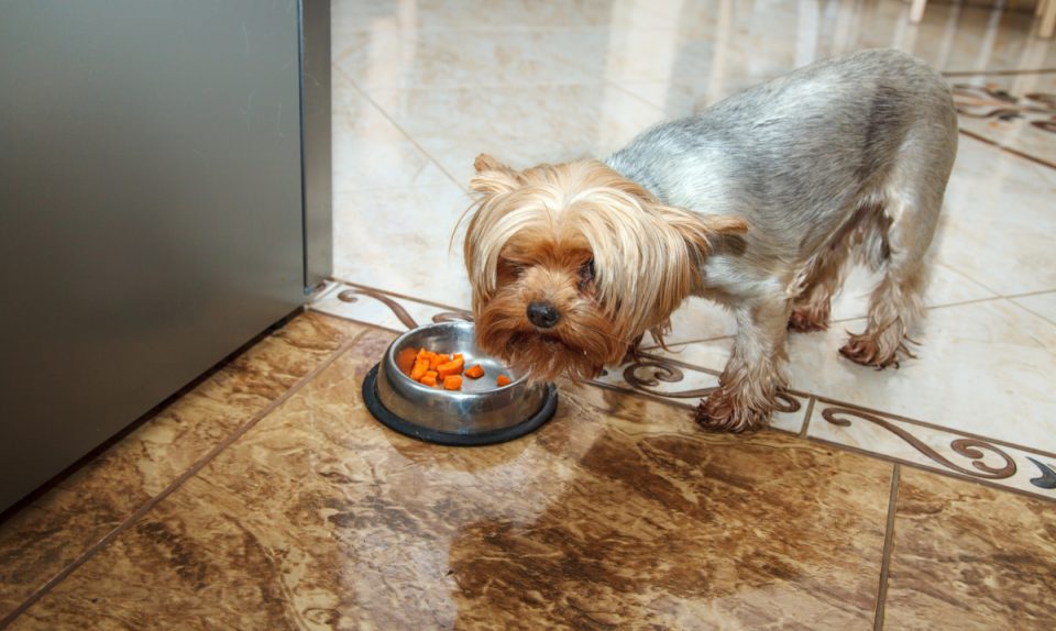 What to Do if Your Senior Yorkie Won’t Eat Yorkie Universe