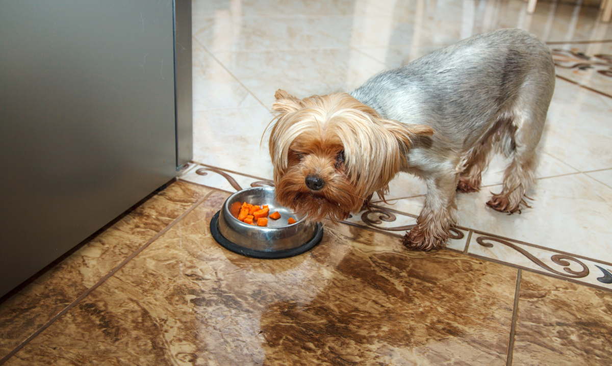 What to Do if Your Senior Yorkie Won’t Eat Yorkie Universe