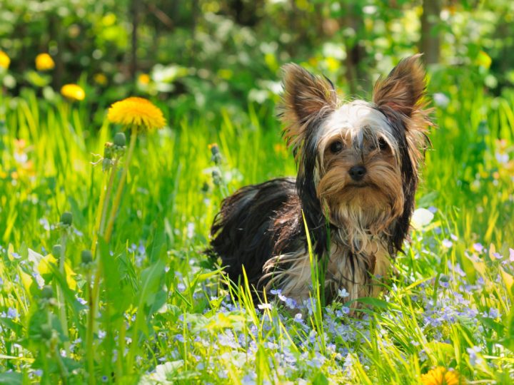 Yorkie in field of flowers