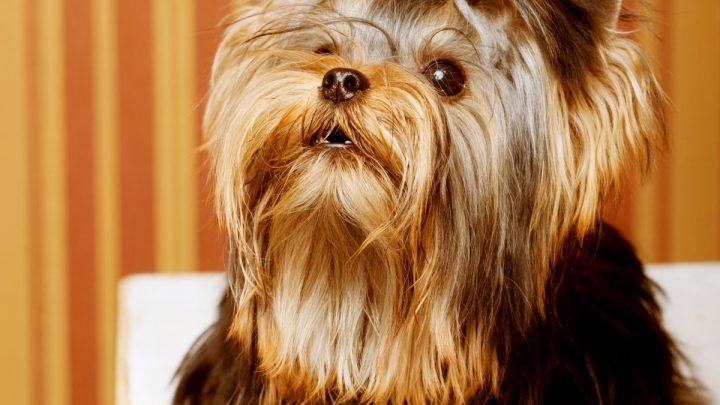 Yorkshire Terriers: Foods to Avoid