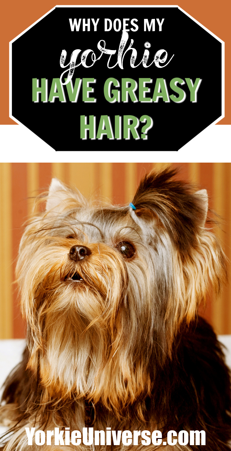 Why is My Yorkie's Hair So Greasy? Yorkie Universe