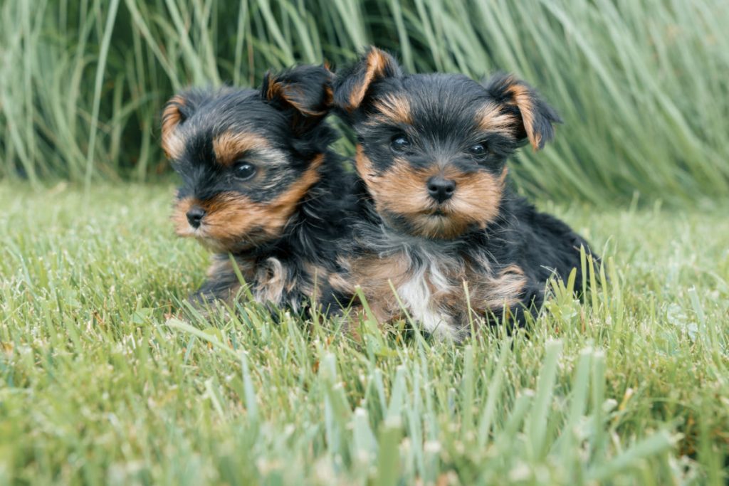 2 small yorkie puppies in grass