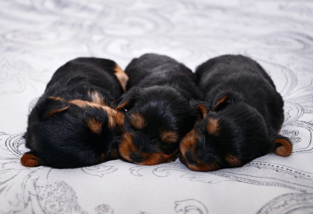 3 newborn puppies