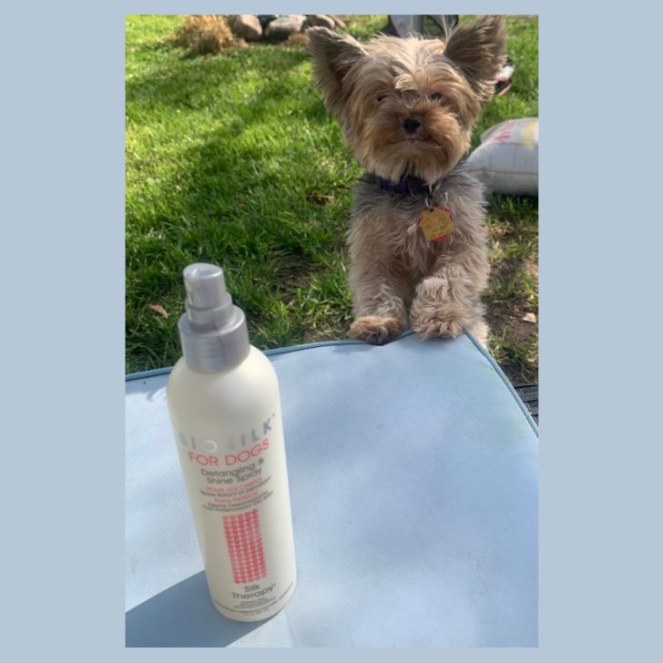 Best Detangler Spray for Yorkies (Plus a Buyer’s Guide) Yorkie Universe