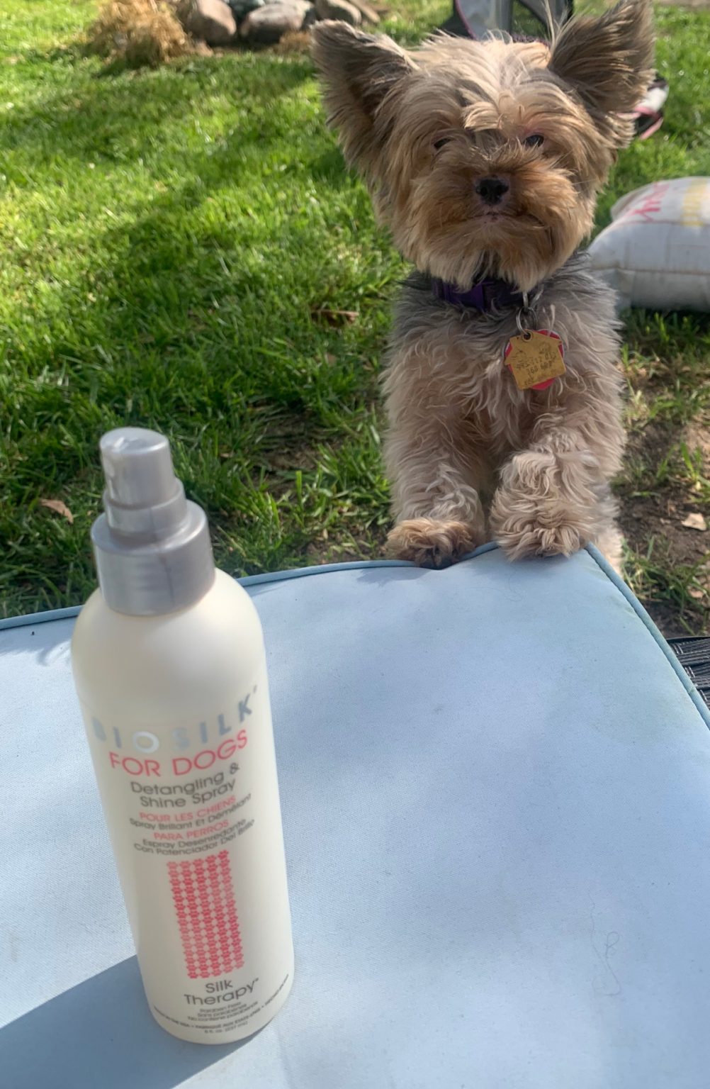 Best Detangler Spray for Yorkies (Plus a Buyer’s Guide) Yorkie Universe