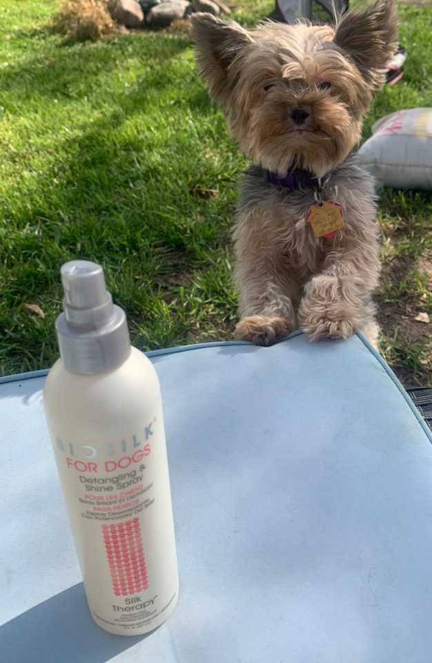 Best Detangler Spray for Yorkies (Plus a Buyer’s Guide) Yorkie Universe