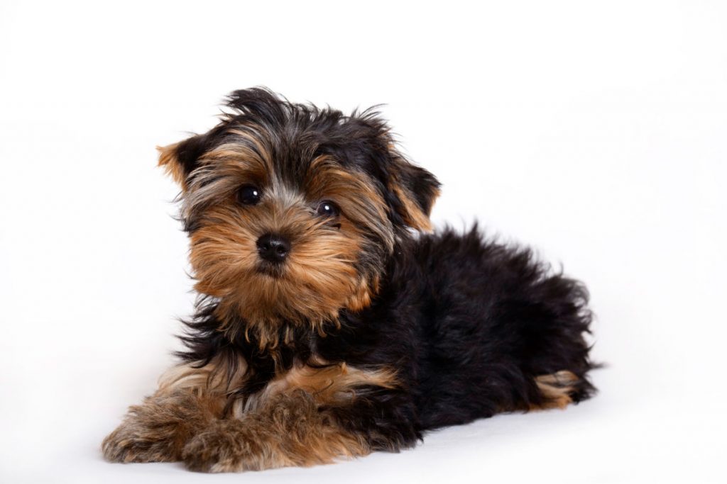 yorkie puppy laying down 