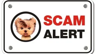 scam alert sign with yorkie graphic