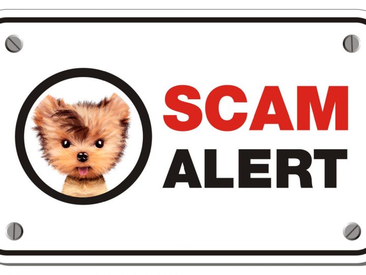 scam alert sign with yorkie graphic