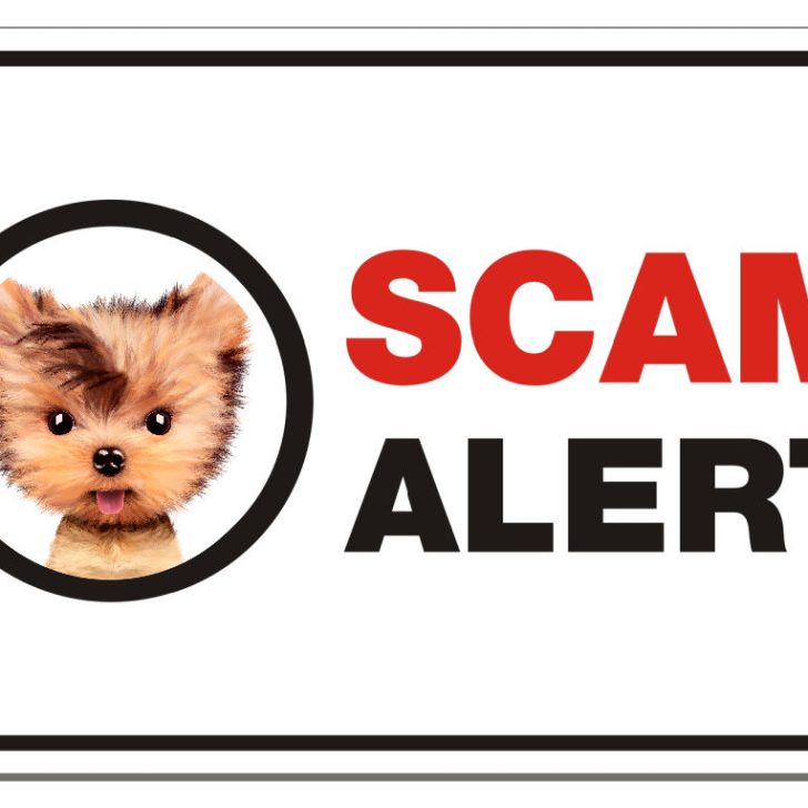 Yorkie Puppy Scams – How to Shop Safely