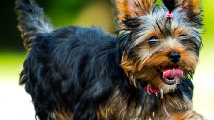 Hair Stages in Yorkies 101 for New Parents