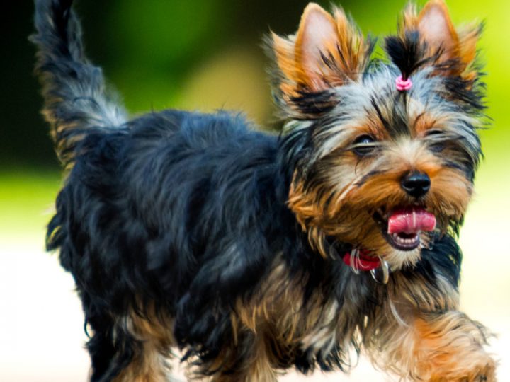 Yorkie puppy running outside