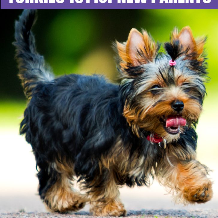 Hair Stages in Yorkies 101 for New Parents