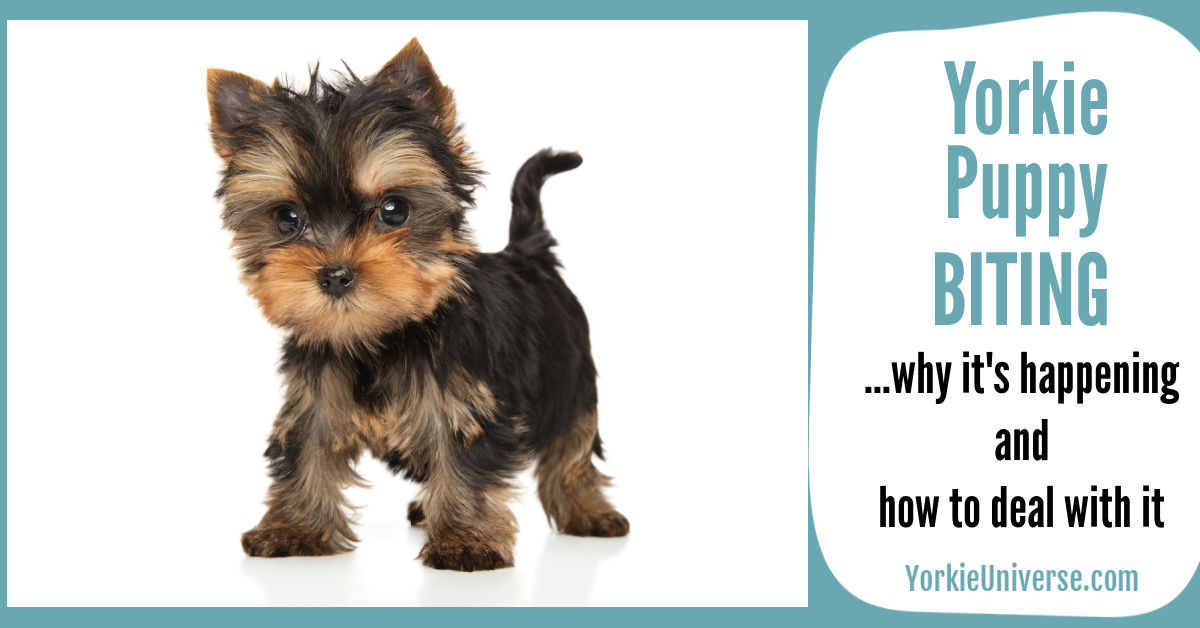 Yorkie Puppy Biting-Why It's Happening and How to Deal With It