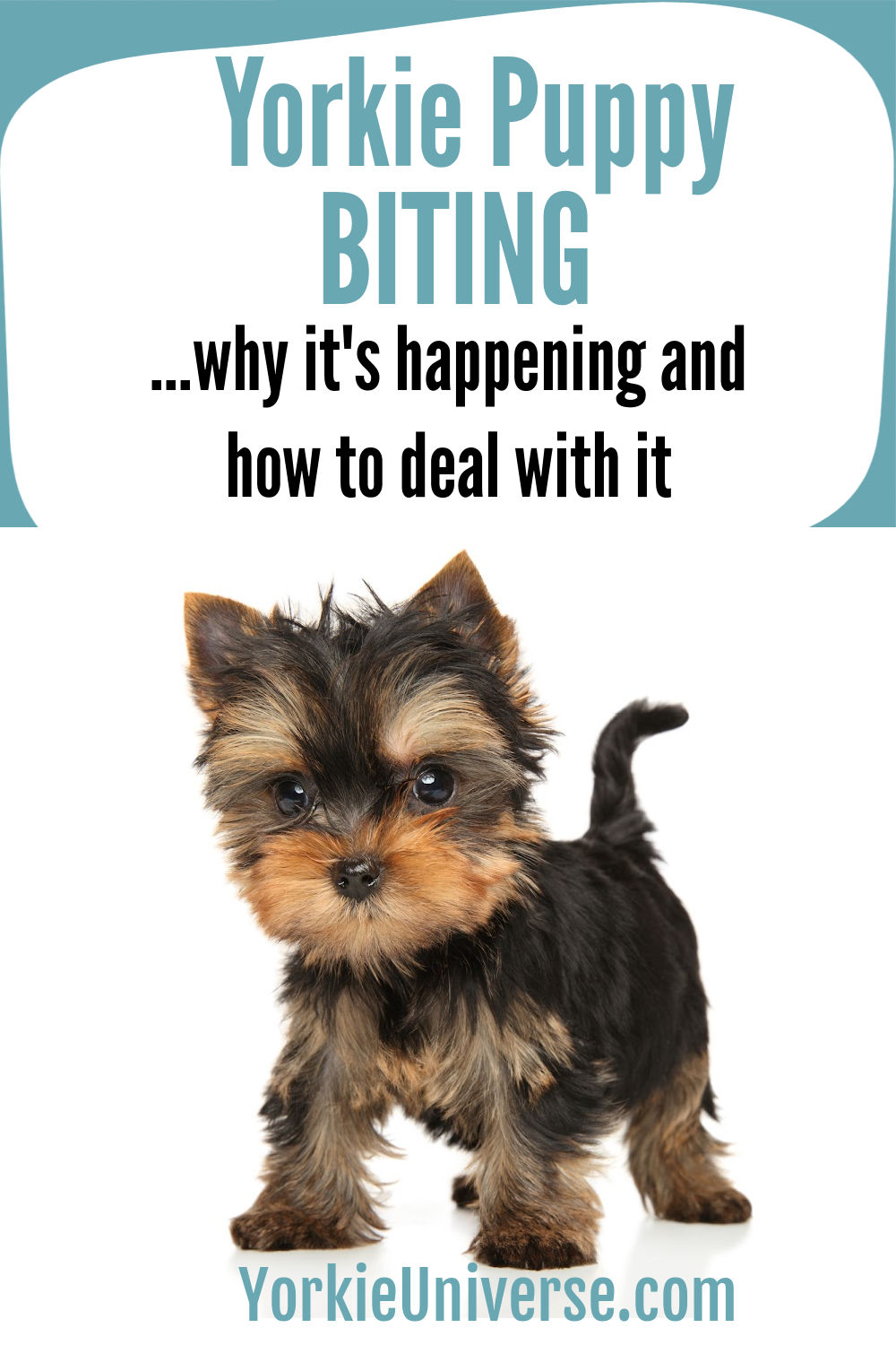 Yorkie Puppy BitingWhy It’s Happening and How to Deal With It Yorkie