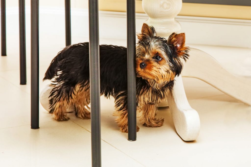 Little cute yorkshire terrier puppy hiding under the table