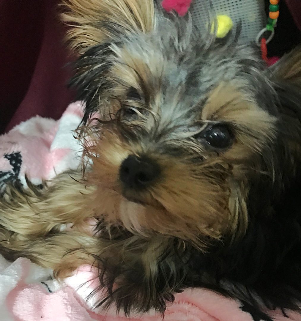 A Puppy Pads Beginner's Guide (What You Need to Know about Pee Pads