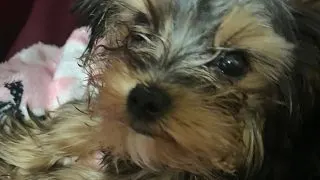 4 month old yorkie