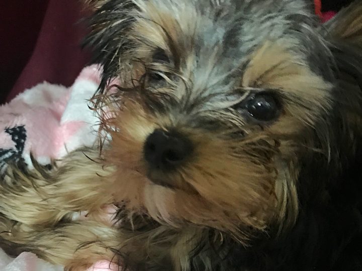 4 month old yorkie