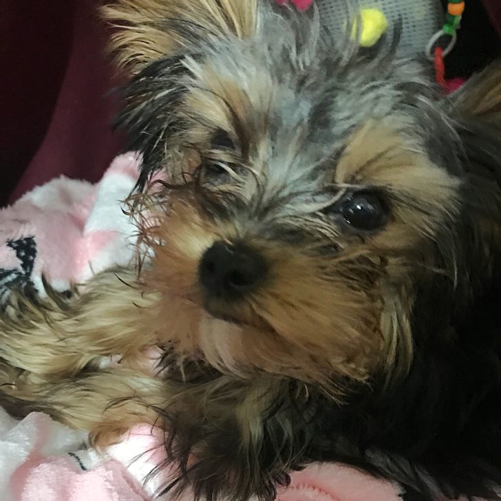 How to Choose a Yorkie Puppy