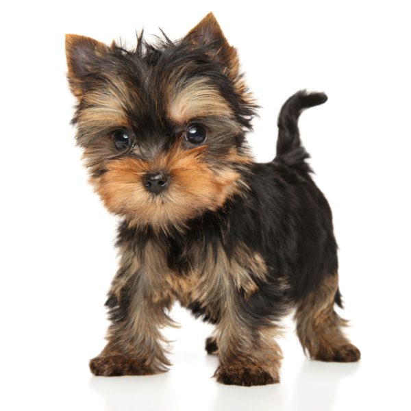 Best Beds for Yorkies and a Buyer’s Guide Yorkie Universe