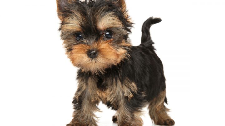 Yorkie Puppy Biting-Why It’s Happening and How to Deal With It