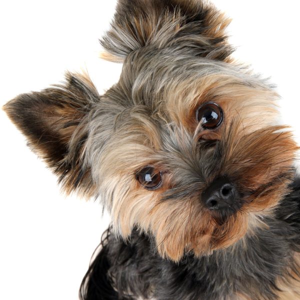 Yorkie Puppy BitingWhy It’s Happening and How to Deal With It Yorkie Universe