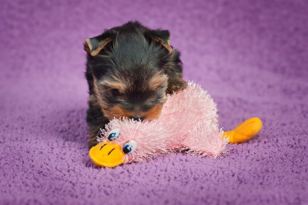Yorkshire terrier puppy with a toy on purple background