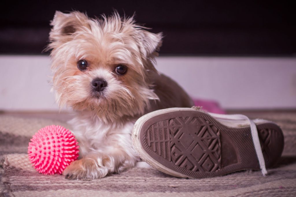 Yorkie puppy with shoe and ball