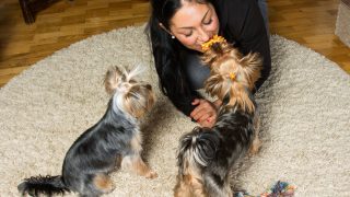 2 yorkies playing with women on rug