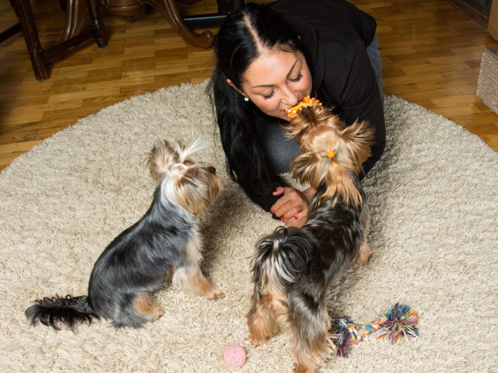2 yorkies playing with women on rug