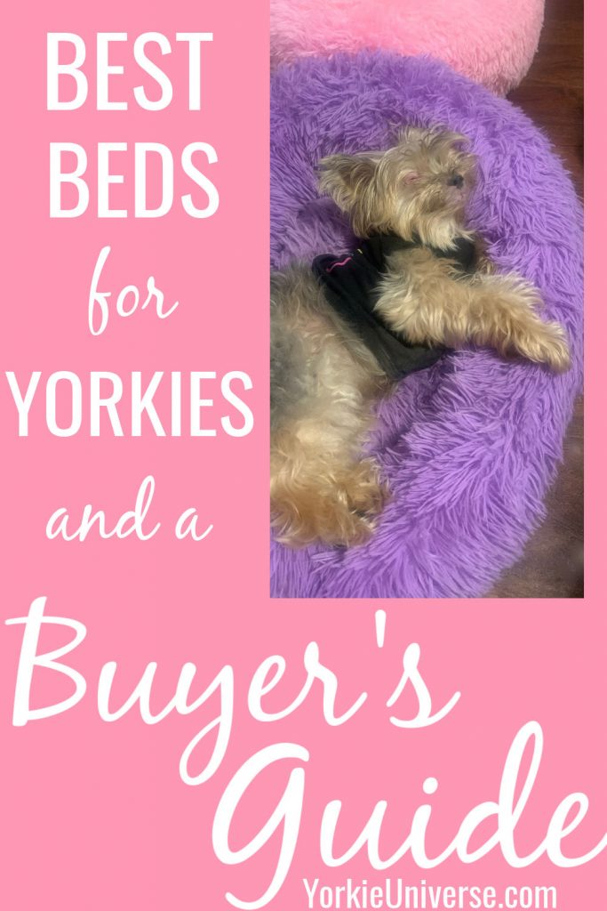 Yorkie laying in purple dog bed