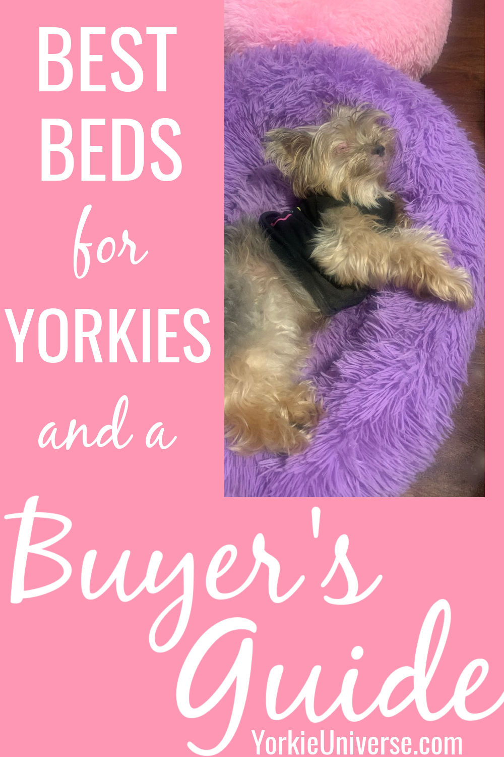 Best Beds for Yorkies and a Buyer’s Guide Yorkie Universe